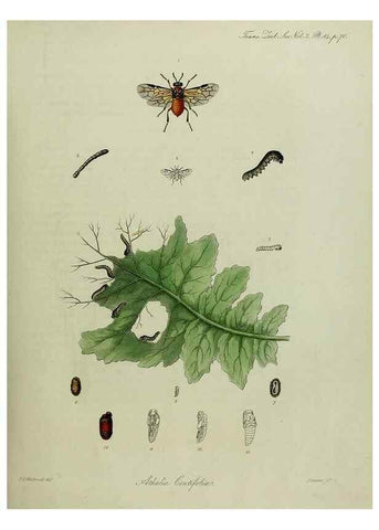 Reproducción/Reproduction 8346558390: Transactions of the Zoological Society of London.. [London] :Published for the Zoological Society of London by Academic Press