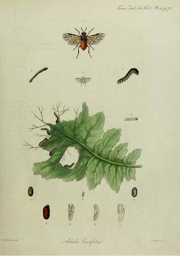 Reproducción/Reproduction 8346558390: Transactions of the Zoological Society of London.. [London] :Published for the Zoological Society of London by Academic Press