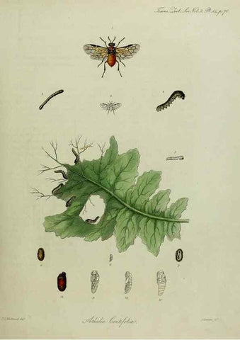 Reproducción/Reproduction 8346558390: Transactions of the Zoological Society of London.. [London] :Published for the Zoological Society of London by Academic Press