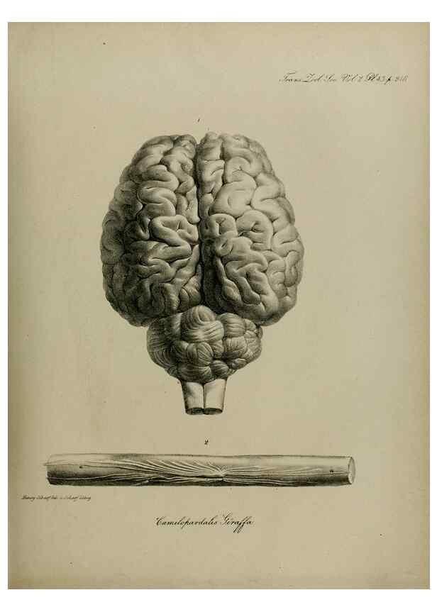 Reproducción/Reproduction 8345526719: Transactions of the Zoological Society of London.. [London] :Published for the Zoological Society of London by Academic Press