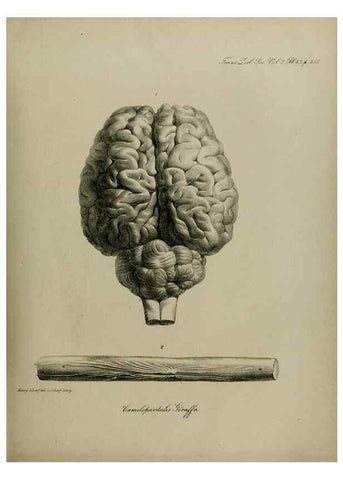 Reproducción/Reproduction 8345526719: Transactions of the Zoological Society of London.. [London] :Published for the Zoological Society of London by Academic Press