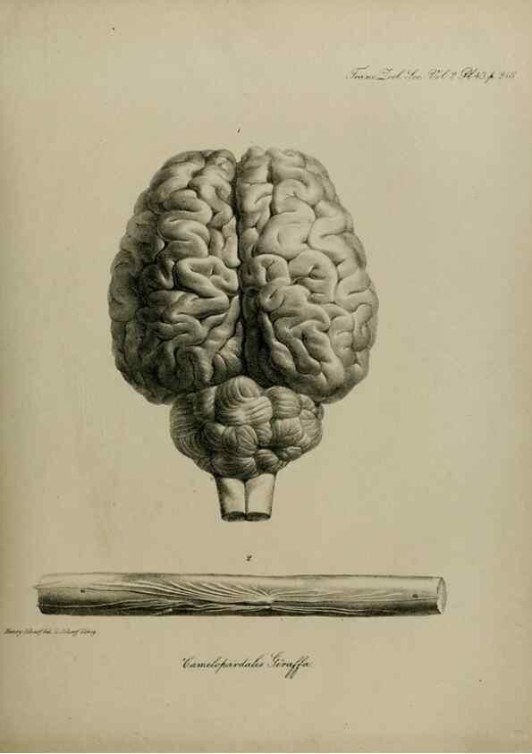 Reproducción/Reproduction 8345526719: Transactions of the Zoological Society of London.. [London] :Published for the Zoological Society of London by Academic Press