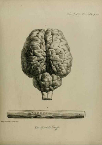 Reproducción/Reproduction 8345526719: Transactions of the Zoological Society of London.. [London] :Published for the Zoological Society of London by Academic Press