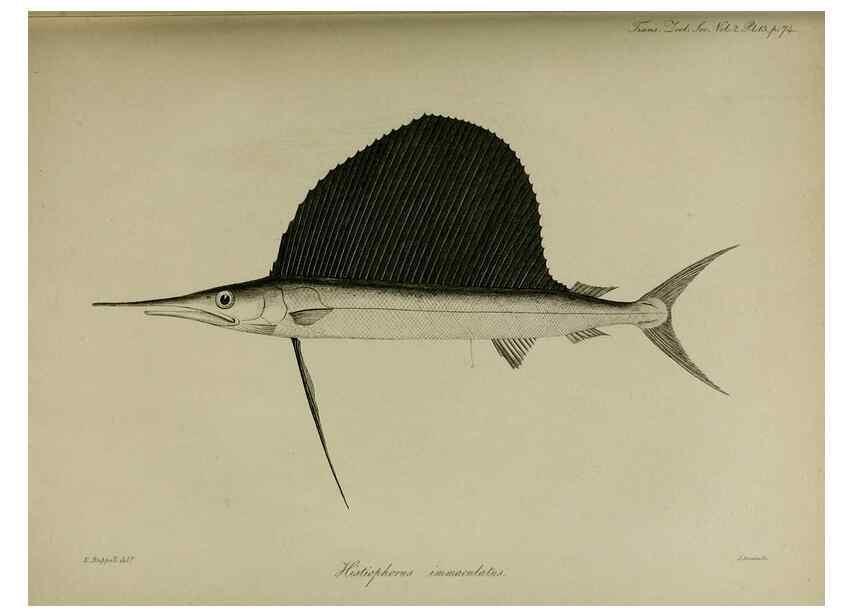 Reproducción/Reproduction 8345504735: Transactions of the Zoological Society of London.. [London] :Published for the Zoological Society of London by Academic Press
