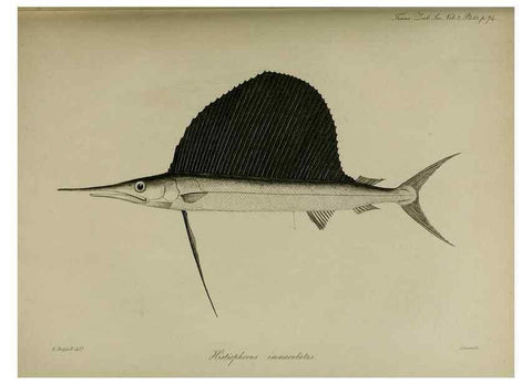 Reproducción/Reproduction 8345504735: Transactions of the Zoological Society of London.. [London] :Published for the Zoological Society of London by Academic Press