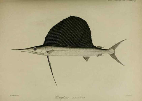 Reproducción/Reproduction 8345504735: Transactions of the Zoological Society of London.. [London] :Published for the Zoological Society of London by Academic Press