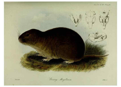 Reproducción/Reproduction 8346562684: Transactions of the Zoological Society of London.. [London] :Published for the Zoological Society of London by Academic Press
