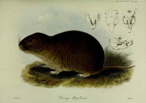 Reproducción/Reproduction 8346562684: Transactions of the Zoological Society of London.. [London] :Published for the Zoological Society of London by Academic Press