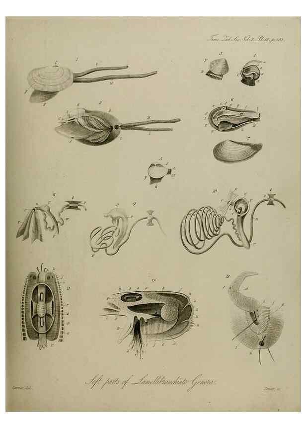 Reproducción/Reproduction 8345509247: Transactions of the Zoological Society of London.. [London] :Published for the Zoological Society of London by Academic Press