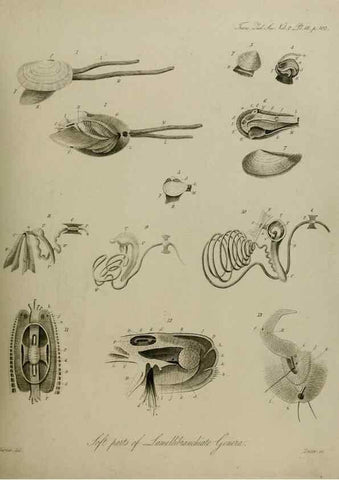 Reproducción/Reproduction 8345509247: Transactions of the Zoological Society of London.. [London] :Published for the Zoological Society of London by Academic Press
