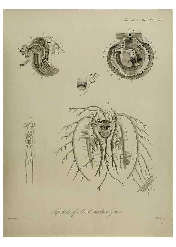 Reproducción/Reproduction 8346563864: Transactions of the Zoological Society of London.. [London] :Published for the Zoological Society of London by Academic Press