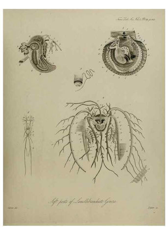 Reproducción/Reproduction 8346563864: Transactions of the Zoological Society of London.. [London] :Published for the Zoological Society of London by Academic Press