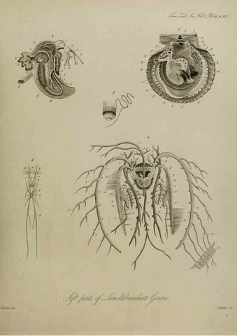 Reproducción/Reproduction 8346563864: Transactions of the Zoological Society of London.. [London] :Published for the Zoological Society of London by Academic Press