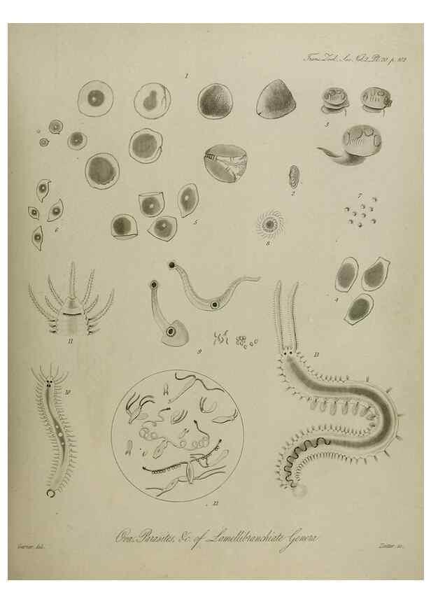 Reproducción/Reproduction 8345510437: Transactions of the Zoological Society of London.. [London] :Published for the Zoological Society of London by Academic Press