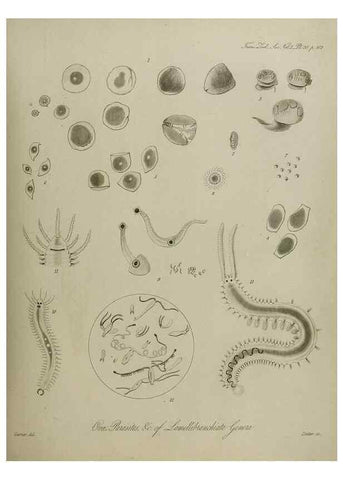 Reproducción/Reproduction 8345510437: Transactions of the Zoological Society of London.. [London] :Published for the Zoological Society of London by Academic Press