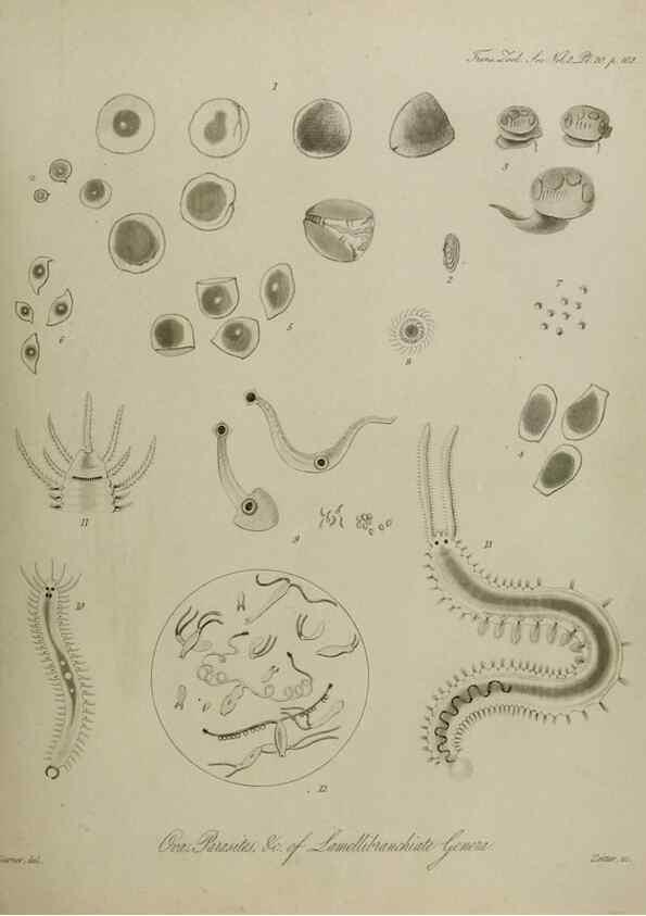 Reproducción/Reproduction 8345510437: Transactions of the Zoological Society of London.. [London] :Published for the Zoological Society of London by Academic Press