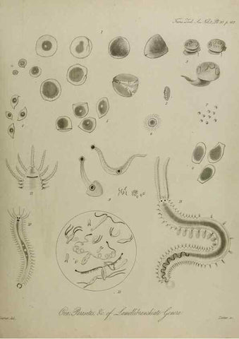 Reproducción/Reproduction 8345510437: Transactions of the Zoological Society of London.. [London] :Published for the Zoological Society of London by Academic Press
