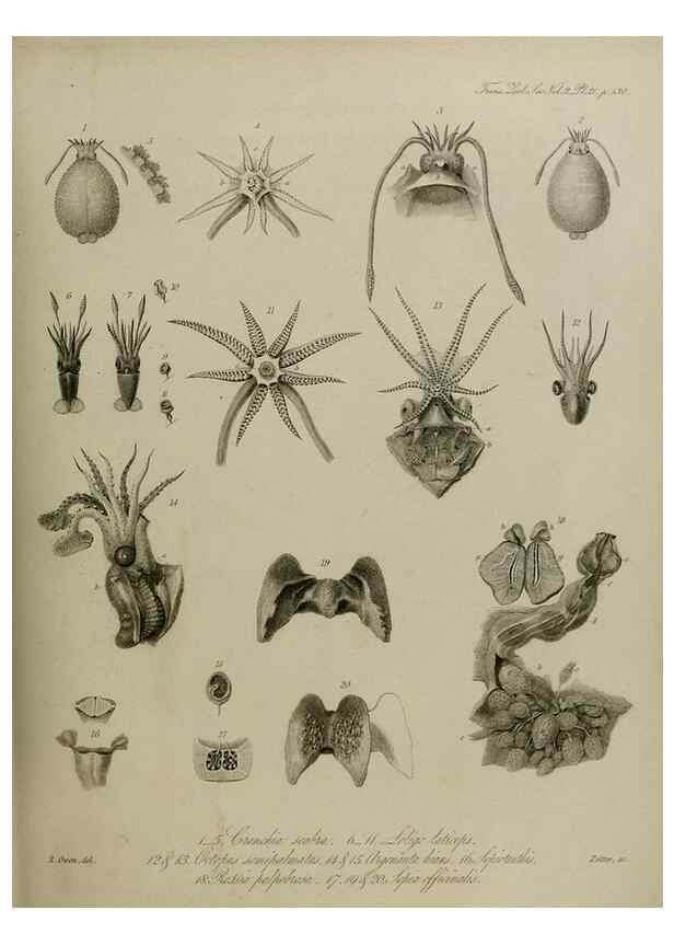 Reproducción/Reproduction 8346565236: Transactions of the Zoological Society of London.. [London] :Published for the Zoological Society of London by Academic Press