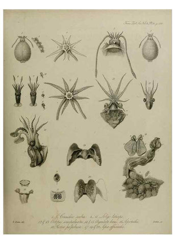 Reproducción/Reproduction 8346565236: Transactions of the Zoological Society of London.. [London] :Published for the Zoological Society of London by Academic Press