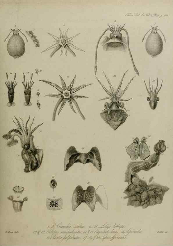 Reproducción/Reproduction 8346565236: Transactions of the Zoological Society of London.. [London] :Published for the Zoological Society of London by Academic Press