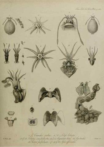 Reproducción/Reproduction 8346565236: Transactions of the Zoological Society of London.. [London] :Published for the Zoological Society of London by Academic Press