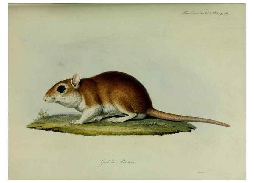 Reproducción/Reproduction 8346565986: Transactions of the Zoological Society of London.. [London] :Published for the Zoological Society of London by Academic Press