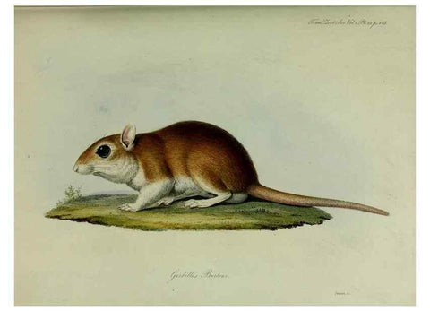 Reproducción/Reproduction 8346565986: Transactions of the Zoological Society of London.. [London] :Published for the Zoological Society of London by Academic Press