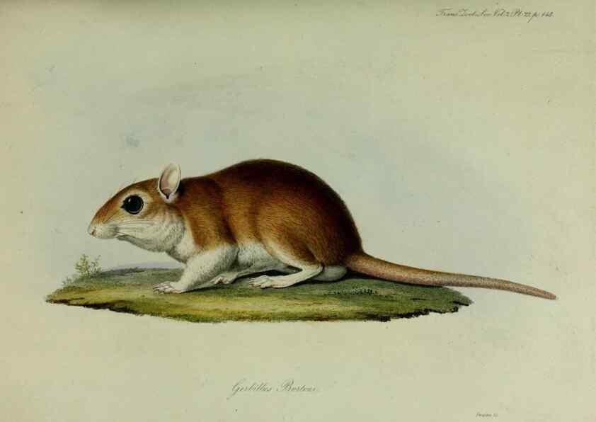 Reproducción/Reproduction 8346565986: Transactions of the Zoological Society of London.. [London] :Published for the Zoological Society of London by Academic Press