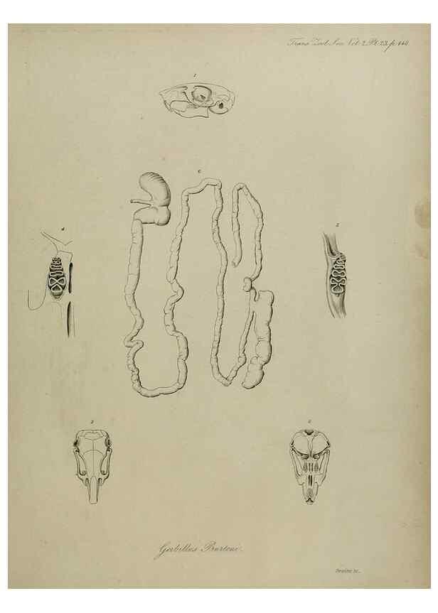Reproducción/Reproduction 8345512589: Transactions of the Zoological Society of London.. [London] :Published for the Zoological Society of London by Academic Press