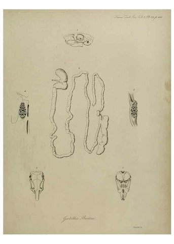 Reproducción/Reproduction 8345512589: Transactions of the Zoological Society of London.. [London] :Published for the Zoological Society of London by Academic Press