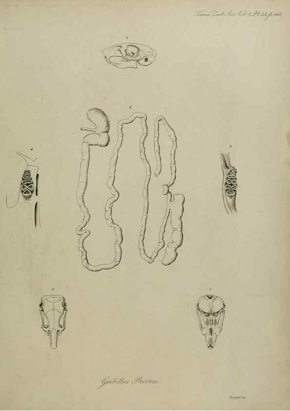 Reproducción/Reproduction 8345512589: Transactions of the Zoological Society of London.. [London] :Published for the Zoological Society of London by Academic Press