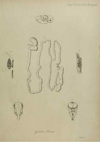 Reproducción/Reproduction 8345512589: Transactions of the Zoological Society of London.. [London] :Published for the Zoological Society of London by Academic Press