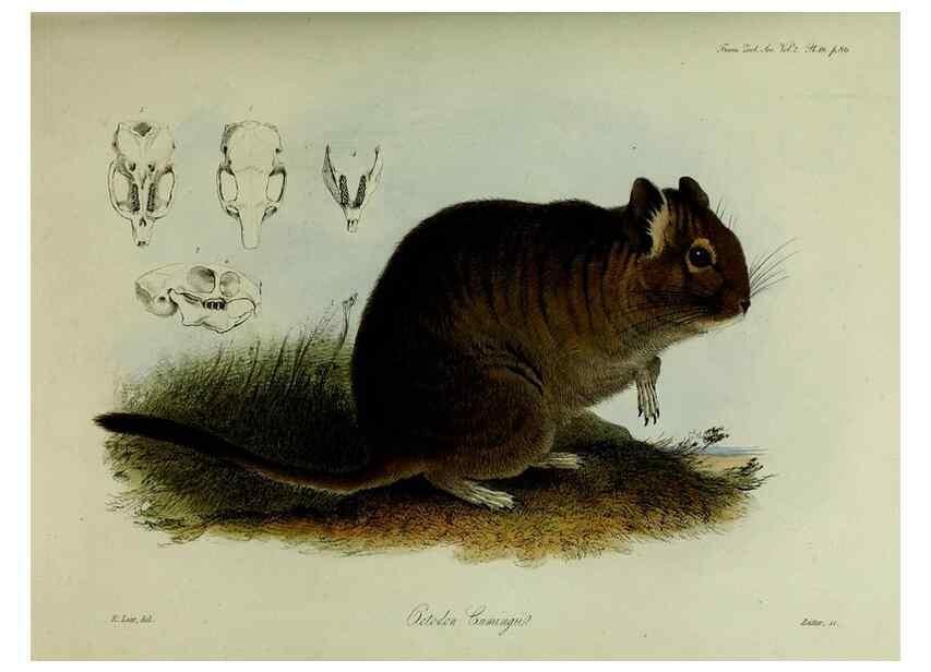 Reproducción/Reproduction 8346561772: Transactions of the Zoological Society of London.. [London] :Published for the Zoological Society of London by Academic Press