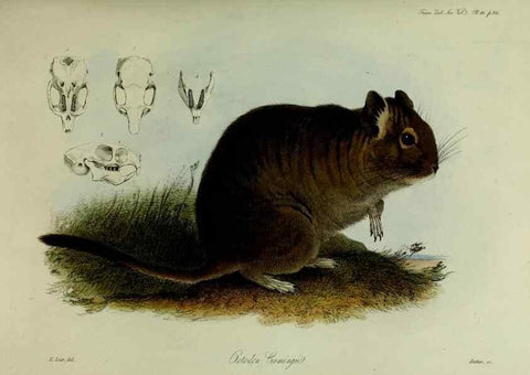 Reproducción/Reproduction 8346561772: Transactions of the Zoological Society of London.. [London] :Published for the Zoological Society of London by Academic Press