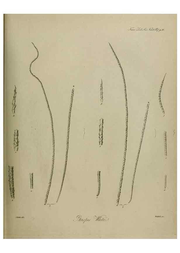 Reproducción/Reproduction 8346553174: Transactions of the Zoological Society of London.. [London] :Published for the Zoological Society of London by Academic Press