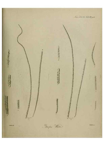 Reproducción/Reproduction 8346553174: Transactions of the Zoological Society of London.. [London] :Published for the Zoological Society of London by Academic Press