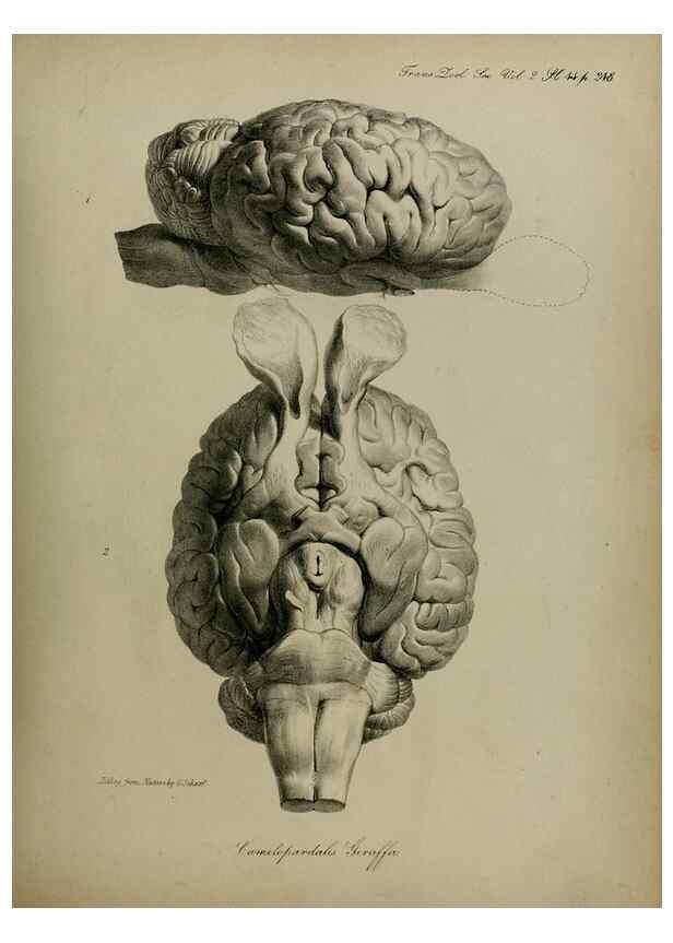 Reproducción/Reproduction 8345527247: Transactions of the Zoological Society of London.. [London] :Published for the Zoological Society of London by Academic Press