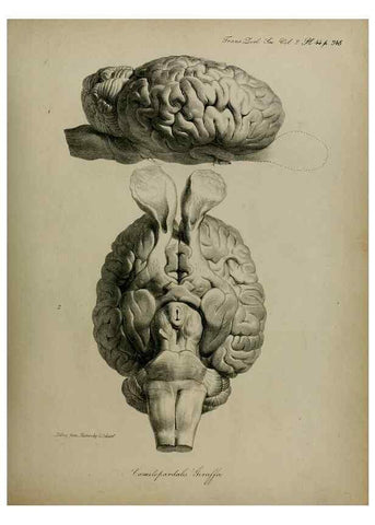 Reproducción/Reproduction 8345527247: Transactions of the Zoological Society of London.. [London] :Published for the Zoological Society of London by Academic Press