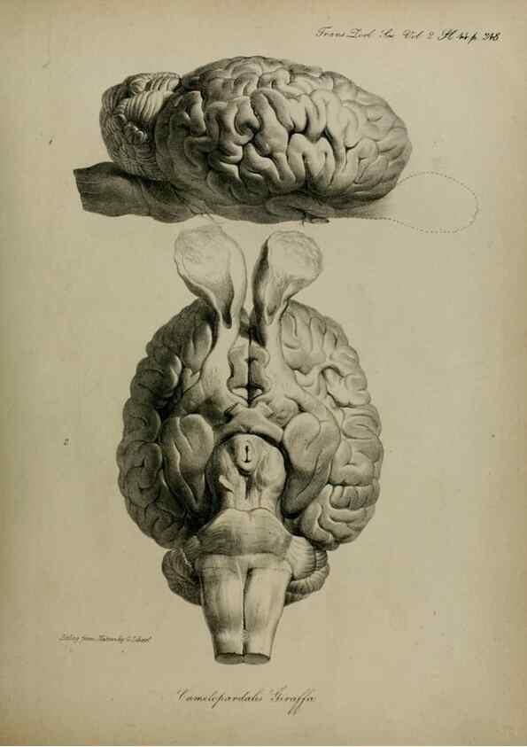 Reproducción/Reproduction 8345527247: Transactions of the Zoological Society of London.. [London] :Published for the Zoological Society of London by Academic Press