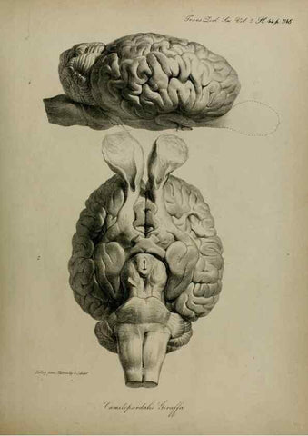 Reproducción/Reproduction 8345527247: Transactions of the Zoological Society of London.. [London] :Published for the Zoological Society of London by Academic Press