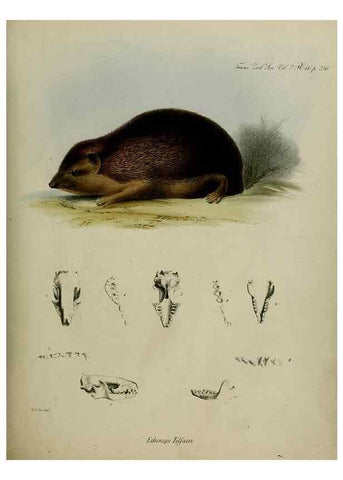 Reproducción/Reproduction 8346582402: Transactions of the Zoological Society of London.. [London] :Published for the Zoological Society of London by Academic Press
