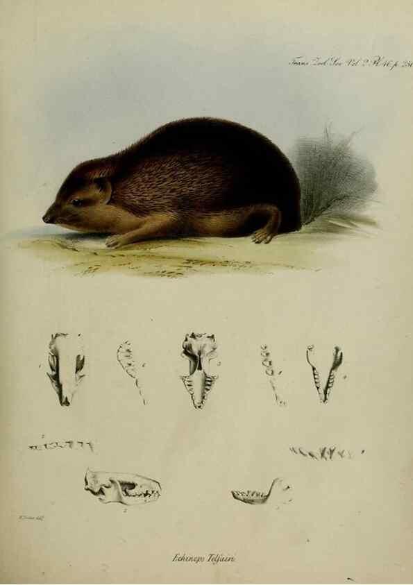 Reproducción/Reproduction 8346582402: Transactions of the Zoological Society of London.. [London] :Published for the Zoological Society of London by Academic Press