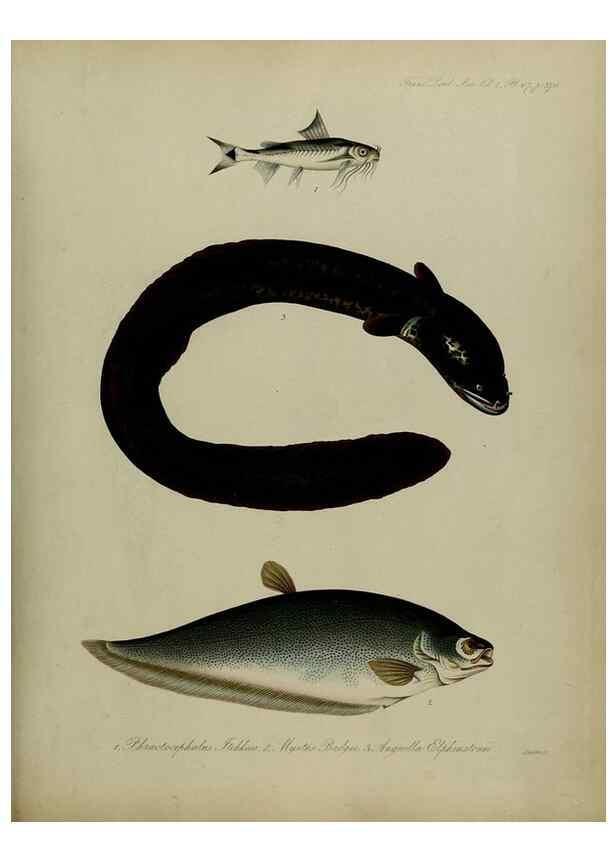 Reproducción/Reproduction 8346594444: Transactions of the Zoological Society of London.. [London] :Published for the Zoological Society of London by Academic Press