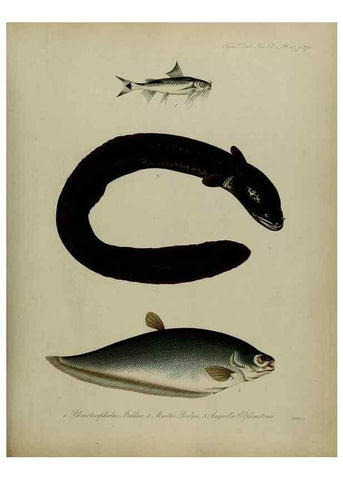 Reproducción/Reproduction 8346594444: Transactions of the Zoological Society of London.. [London] :Published for the Zoological Society of London by Academic Press