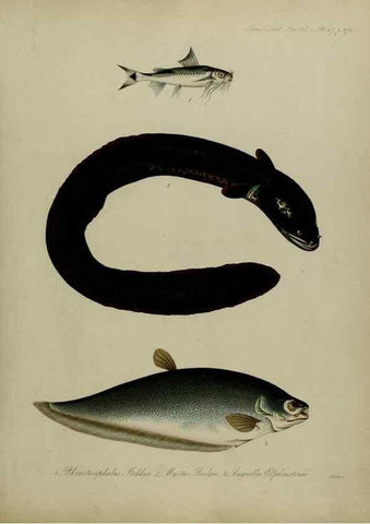 Reproducción/Reproduction 8346594444: Transactions of the Zoological Society of London.. [London] :Published for the Zoological Society of London by Academic Press