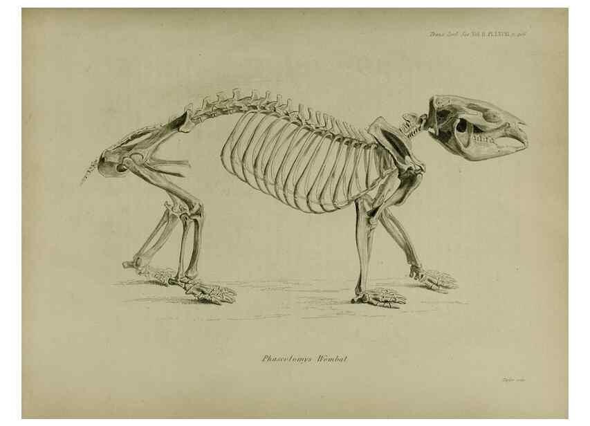 Reproducción/Reproduction 8345541523: Transactions of the Zoological Society of London.. [London] :Published for the Zoological Society of London by Academic Press