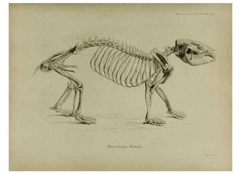 Reproducción/Reproduction 8345541523: Transactions of the Zoological Society of London.. [London] :Published for the Zoological Society of London by Academic Press