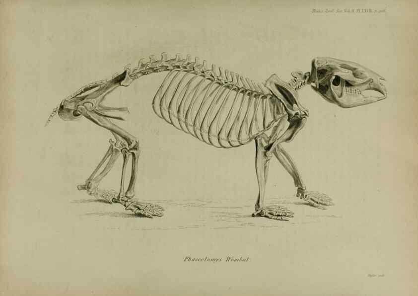 Reproducción/Reproduction 8345541523: Transactions of the Zoological Society of London.. [London] :Published for the Zoological Society of London by Academic Press
