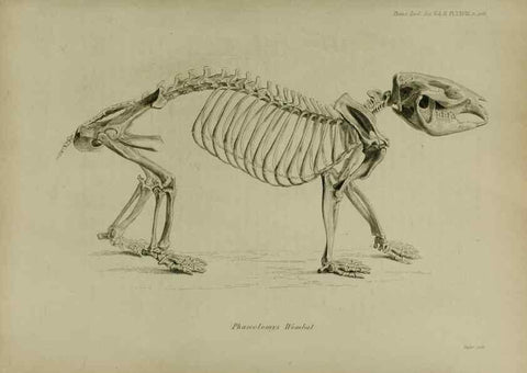 Reproducción/Reproduction 8345541523: Transactions of the Zoological Society of London.. [London] :Published for the Zoological Society of London by Academic Press