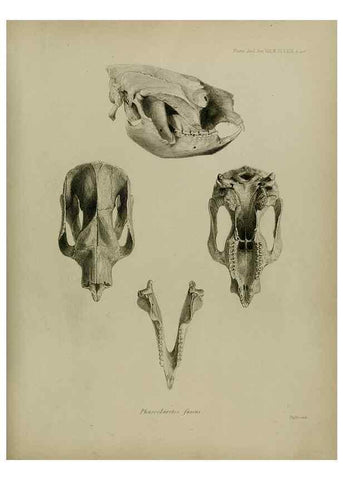 Reproducción/Reproduction 8346595998: Transactions of the Zoological Society of London.. [London] :Published for the Zoological Society of London by Academic Press